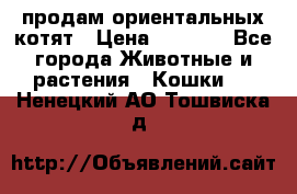 продам ориентальных котят › Цена ­ 5 000 - Все города Животные и растения » Кошки   . Ненецкий АО,Тошвиска д.